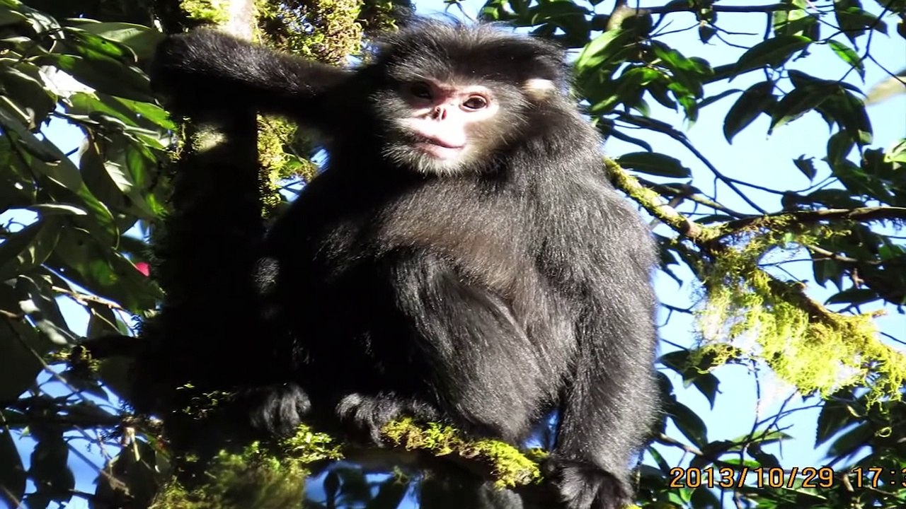 10 Weird Animals That Will Give You Chills