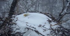 États-Unis : un pygargue à tête blanche a été aperçu en train de couver ses oeufs en pleine tempête de neige