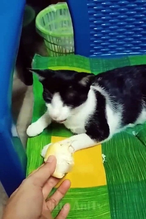 New Funny Videos 2022  Cutest Cats and Dogs  Part11