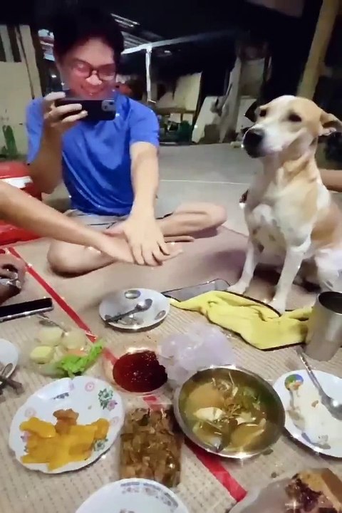 New Funny Videos 2022  Cutest Cats and Dogs  Part12