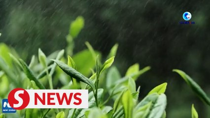 Traditional delicacy of Jingzhe solar term: Bamboo shoots