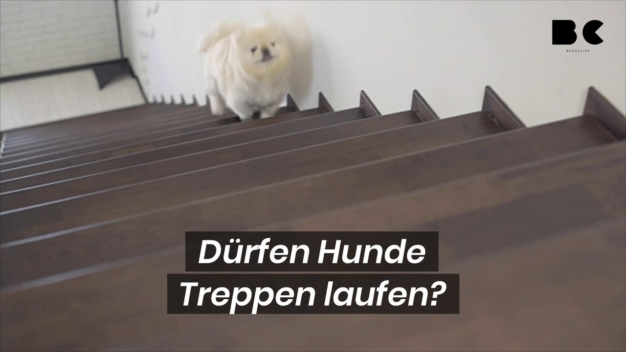 Dürfen Hunde Treppen laufen?