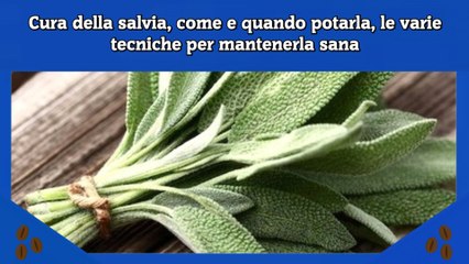 Cura della salvia, come e quando potarla, le varie tecniche per mantenerla sana
