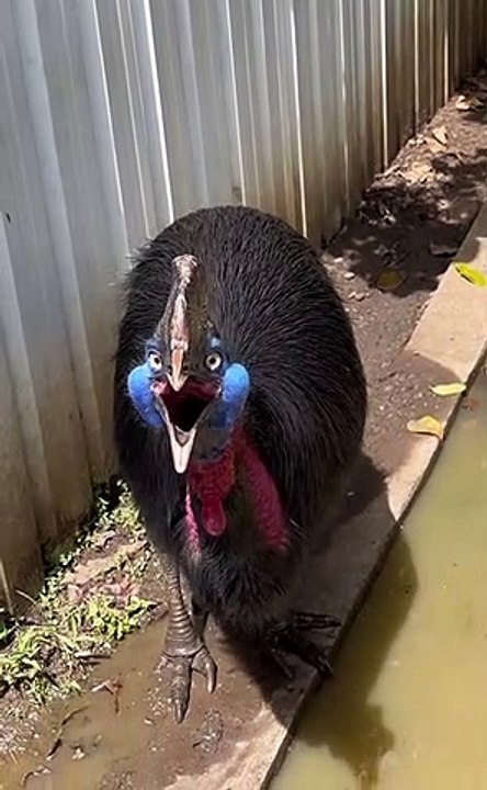 Awesome Bird