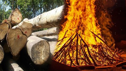 Holika Dahan 2023: होलिका दहन में इन लकड़ियों को जलाना अशुभ, भूलकर भी न करे गलती | Boldsky