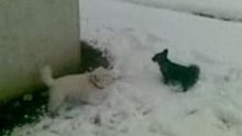 Caid + Fix dans la neige