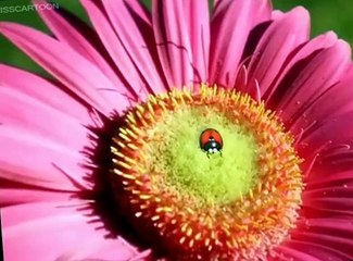 Minuscule Minuscule S03 E007 Hyperactive