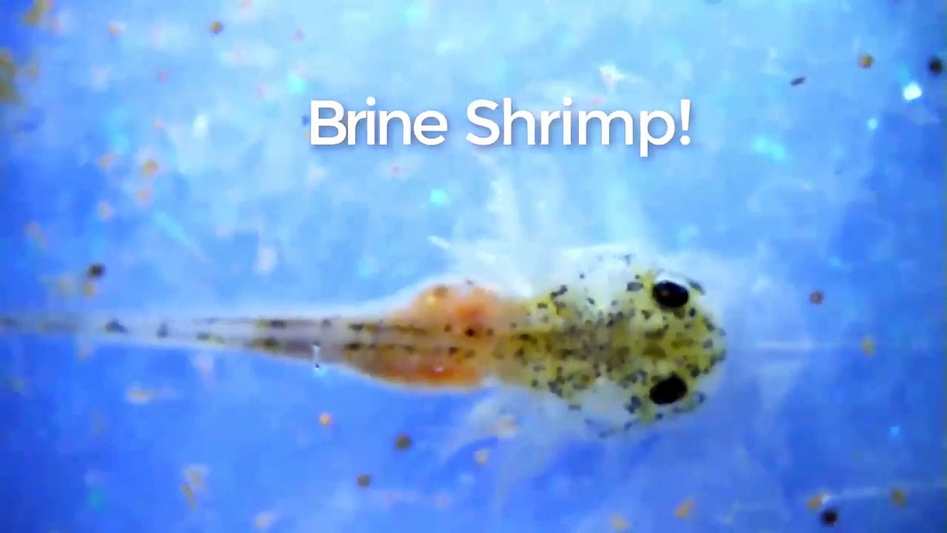 Feeding the newly hatched brine shrimp to the baby axolotls and seeing them  consume - video Dailymotion
