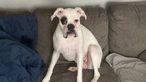 'Now this is dramatic!' - boxer dog rips cushion to get her daddy's attention