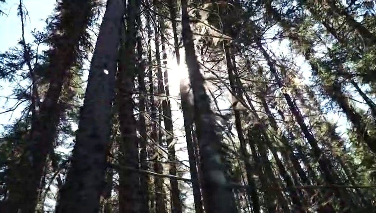 Brände in borealen Wäldern sind 'Zeitbombe'