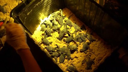 تلميذ في الثانية عشرة ينجز وثائقياً للتوعية بنوع سلاحف معرض للانقراض في تايلاند