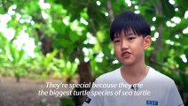 Schoolboy gives leatherback turtles a helping hand on Thai beach