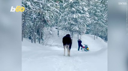 Close Encounter with Moose Leaves Snowmobilers Thankful