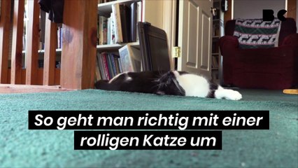 So geht man richtig mit einer rolligen Katze um