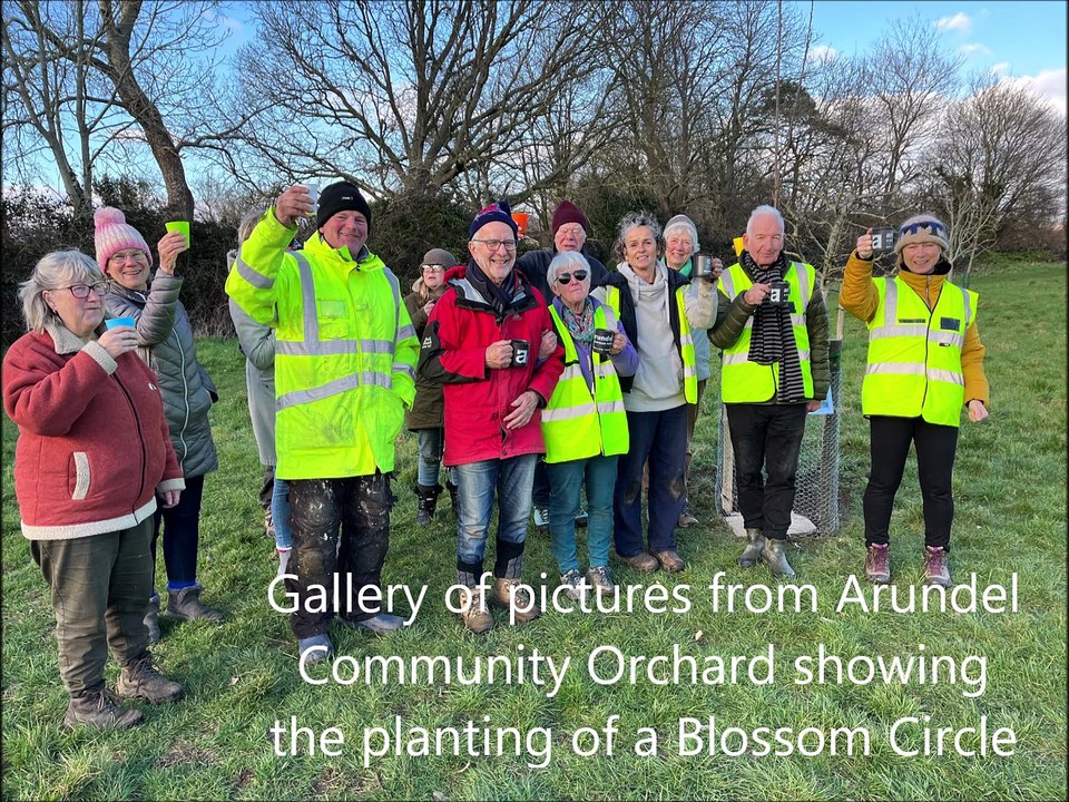 Gallery of pictures from Arundel Community Orchard showing the planting of a Blossom Circle