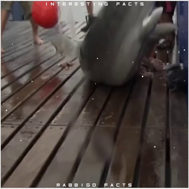 Cows Killing More Humans Than Humans killing Sharks