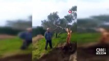 Deprem zeytin ağacını ikiye böldü! Parçalanan ağacın bir yarısı 10 metre uzağa gitti