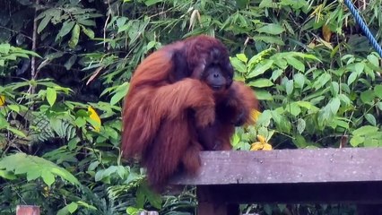 Orang-Utan 1
