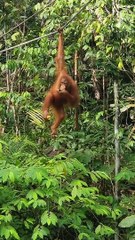 Orang-Utan 3