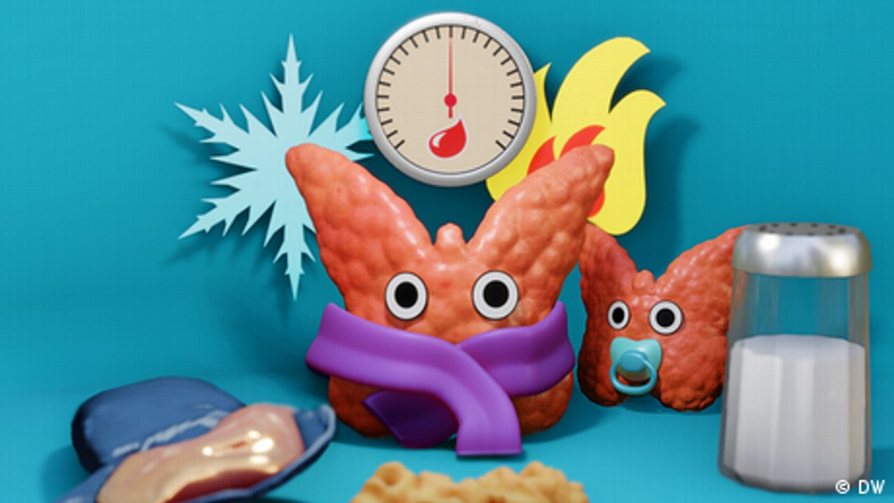 So arbeitet die Schilddrüse