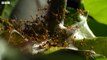 Weaver Ants Use Their Children as Cement - 4KUHD - China: Nature's Ancient Kingdom - BBC Earth