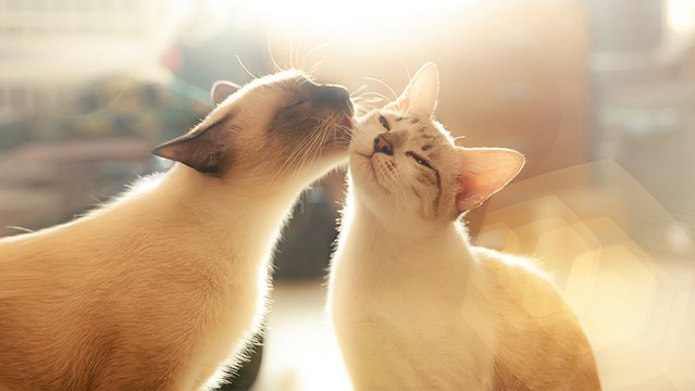 bd-cuidados-e-higiene-de-los-gatos-060323