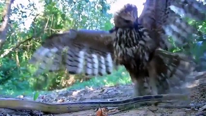 Thrilling! Eagles Fight With Venomous Snakes To Protect The Eggs And A Worthy Ending For Thieves