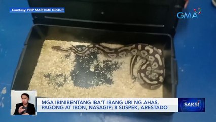 Mga ibinibentang iba't ibang uri ng ahas, pagong at ibon, nasagip; 8 suspek, arestado | Saksi