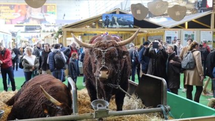 La Salon de l'agriculture, victime de son succès dans l'obligation de fermer ses portes