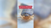 Insectes : voici comment se débarrasser des poissons d'argent