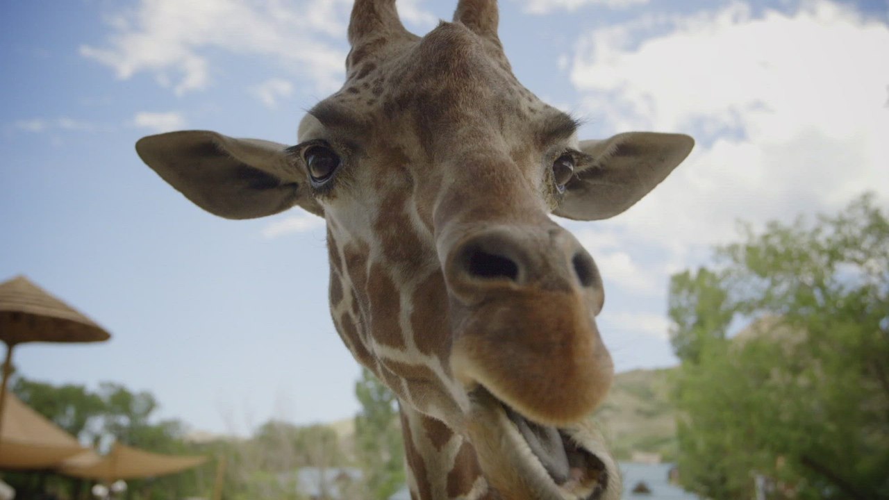 Meet the zookeepers who safely give animals medicine at Hogle Zoo