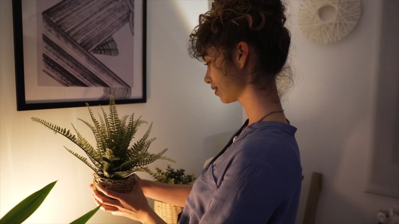 8 Low Light Houseplants That Can Survive Shady Rooms