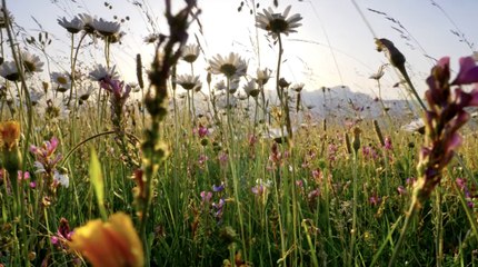How to Responsibly See the Wildflowers Bloom This Spring  According to Experts