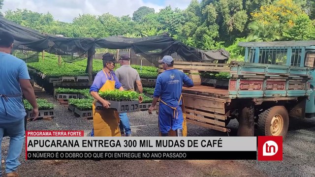 Programa Terra Forte: Apucarana entrega 300 mil mudas de café