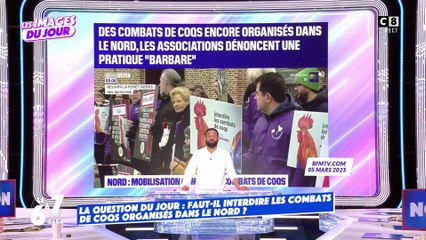 Les combats de coqs bientôt interdits ?