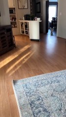 Jolene the Nigerian Dwarf Goat Runs into the Door