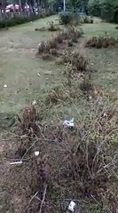 मंत्री, अफसरों के बंगलों पर लगे  चंदन के पेड़ों पर चोरों की नजर