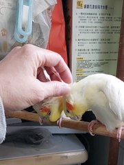 One Cockatiel Feels Left Out