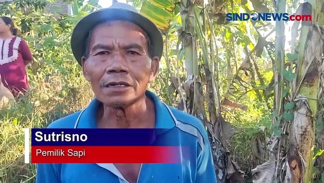 Sapi Mati Tercebur Sumur di Mojokerto Berhasil Dievakuasi