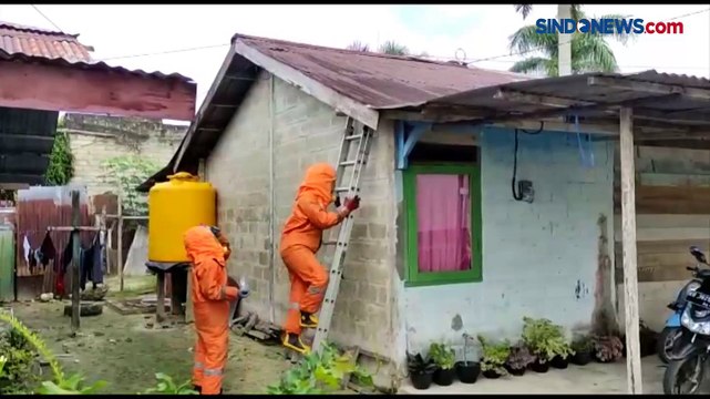 Evakuasi Sarang Tawon, Petugas Damkar Gunakan Cairan Khusus