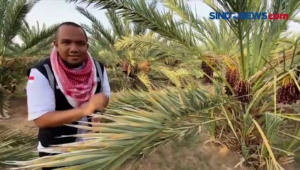 Kurma Ajwa, Salah Satu Buah Favorit saat Berkunjung ke Tanah Suci