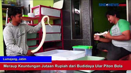 Meraup Keuntungan Jutaan Rupiah dari Budidaya Ular Piton Bola