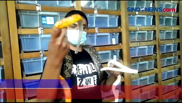 Ternak Ular Piton Untung Puluhan Juta Rupiah