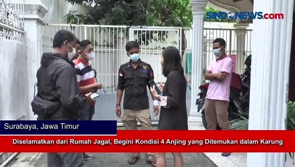 Diselamatkan dari Rumah Jagal, Begini Kondisi 4 Anjing yang Ditemukan dalam Karung
