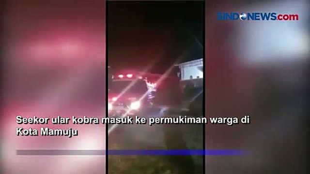 Ular Kobra Sepanjang 2 Meter Dievakuasi dari Kolong Mobil di Mamuju