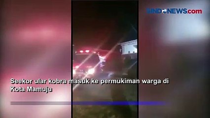 Ular Kobra Sepanjang 2 Meter Dievakuasi dari Kolong Mobil di Mamuju