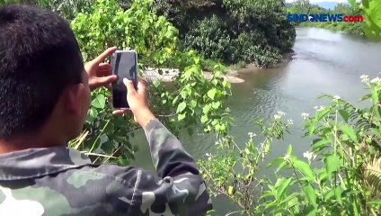 Warga Padang Pariaman Digegerkan Kemunculan Buaya di Sungai, Begini Penampakannya