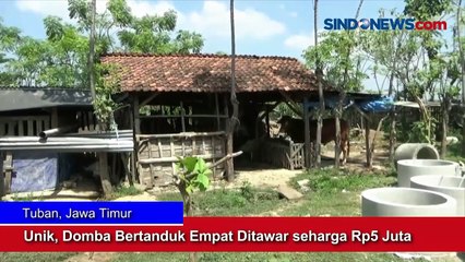 Unik, Domba Bertanduk Empat Ditawar seharga Rp5 Juta