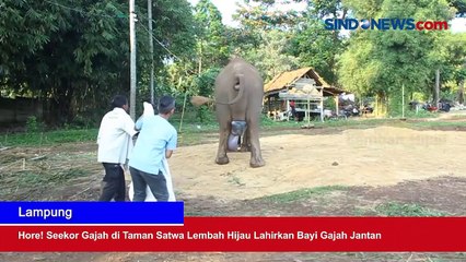 Hore! Seekor Gajah di Taman Satwa Lembah Hijau Lahirkan Bayi Gajah Jantan