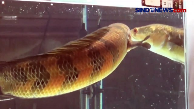 Ikan Gabus Khas Kalimantan Diburu Kolektor Ikan Hias
